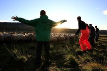 Icelandic sheep roundup at Vatnsdalur, September 2015