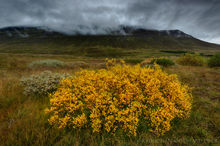 Autumn foliage and a stormy sky in the Icelandic Highlands