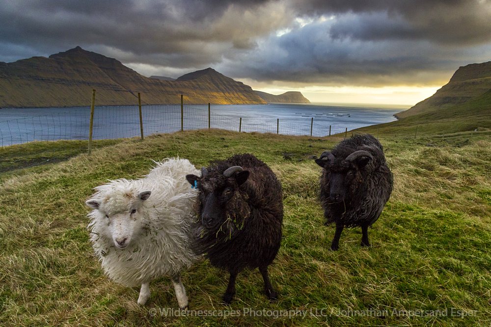 Faroese sheep in Gøtuvík inlet, Eysturoy, Faroe Islands