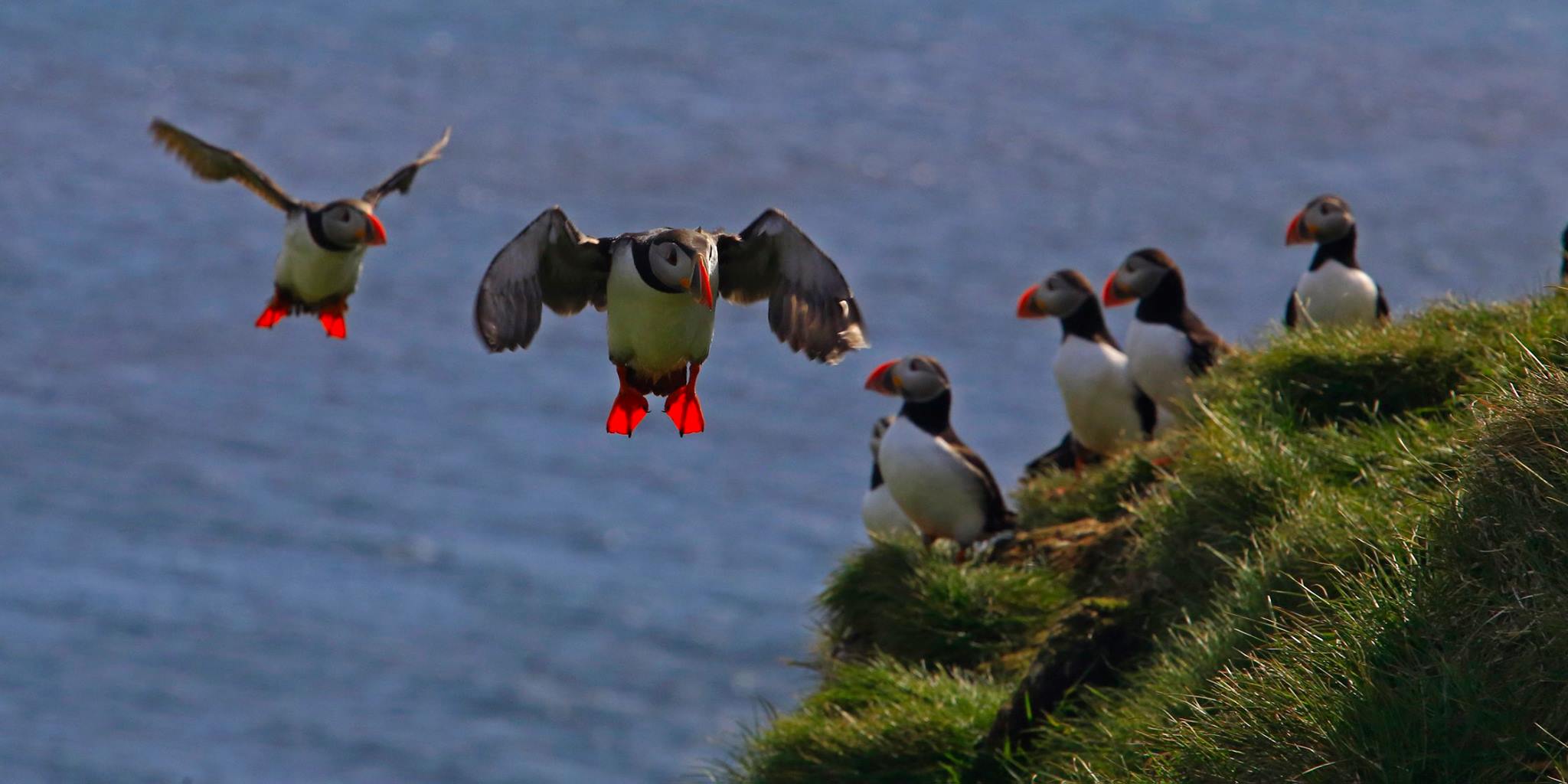 Grimsey Island puffins landing off Drangsnes, Westfjords