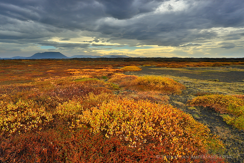 Myvatn region birch color among lava flows