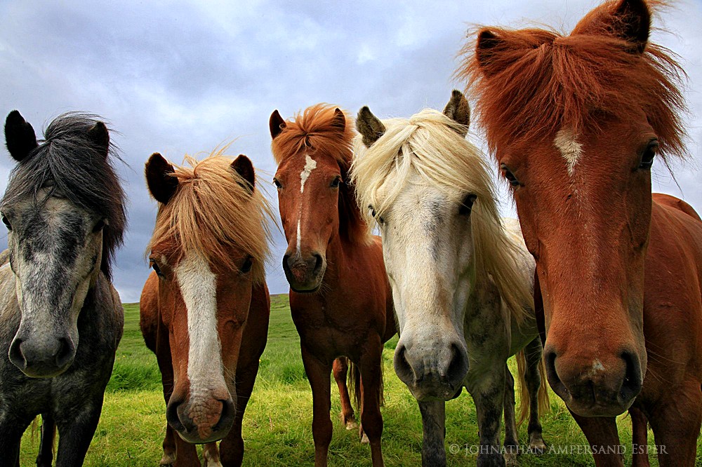 Несколько лошадок. Много лошадей. Пять лошадей. Две лошади. Три лошади.
