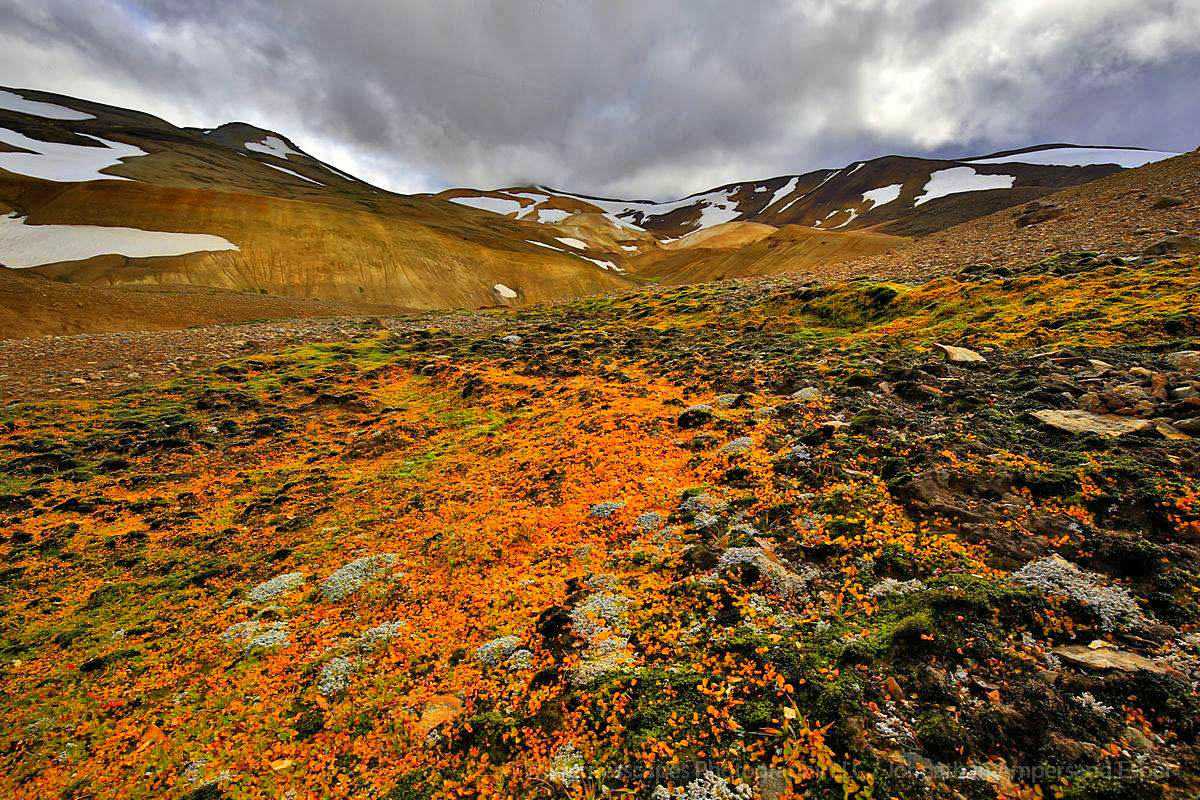Kerlingarfjoll moss and ground cover, autumn