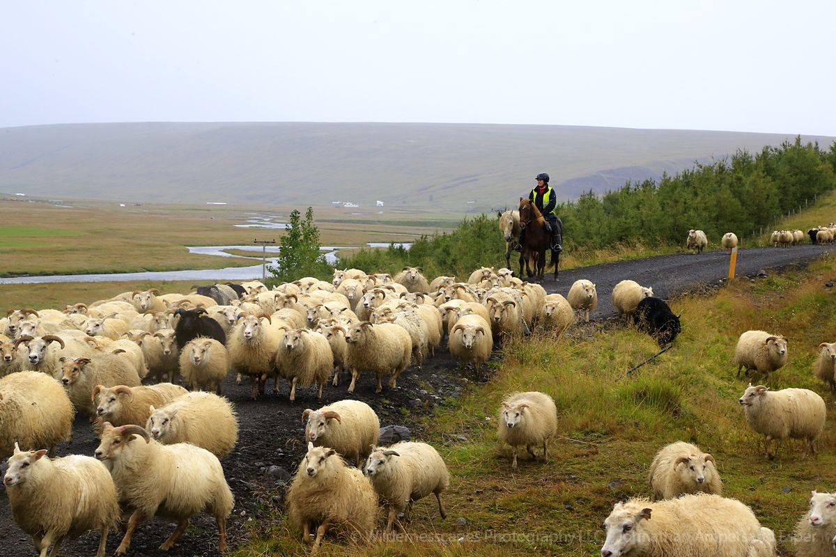 Icelandic sheep roundup at Vatnsdalur, September 2015