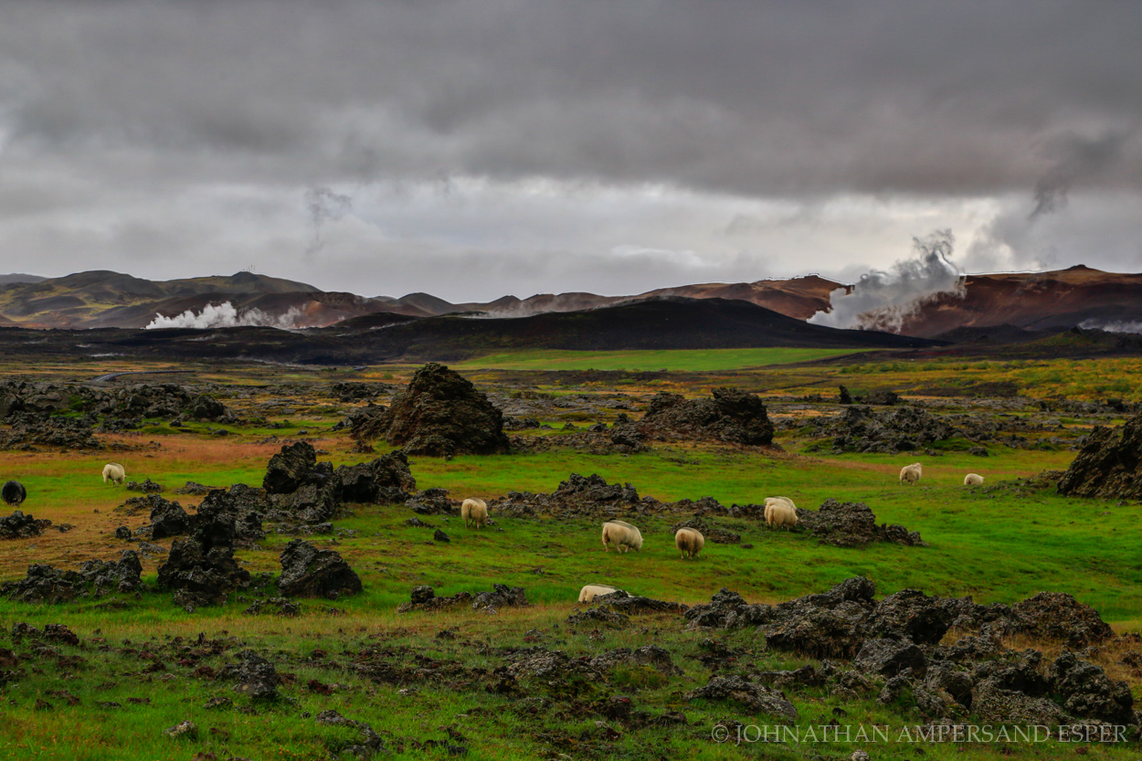 Sheep grazing in Autumn in northern Iceland