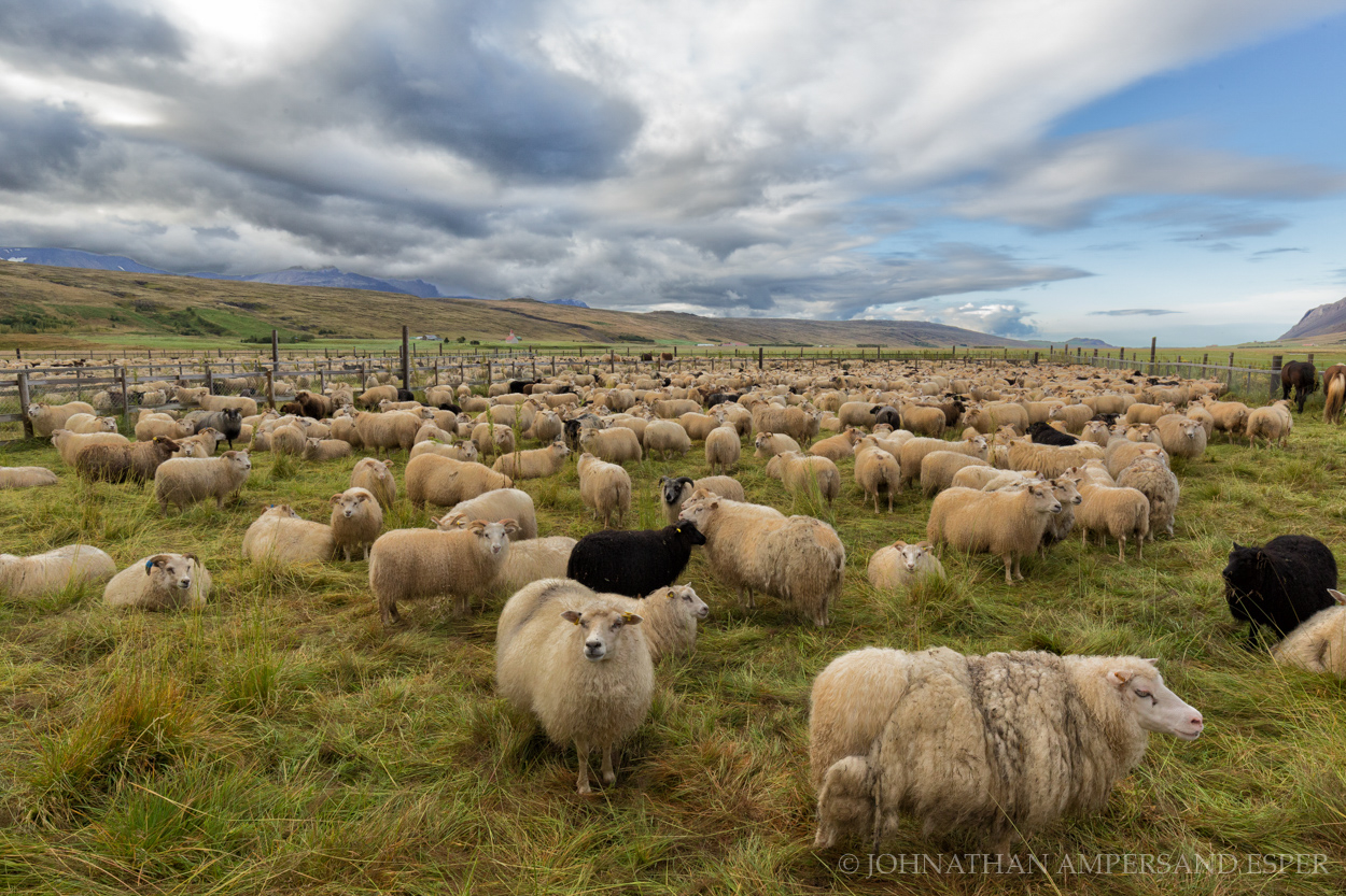 Annual autumn sheep roundup and sorting in Svinavatn, Iceland