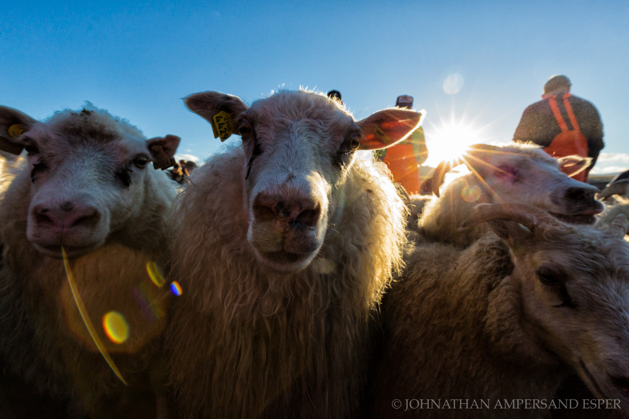 Annual autumn sheep roundup in Svinavatn, Iceland