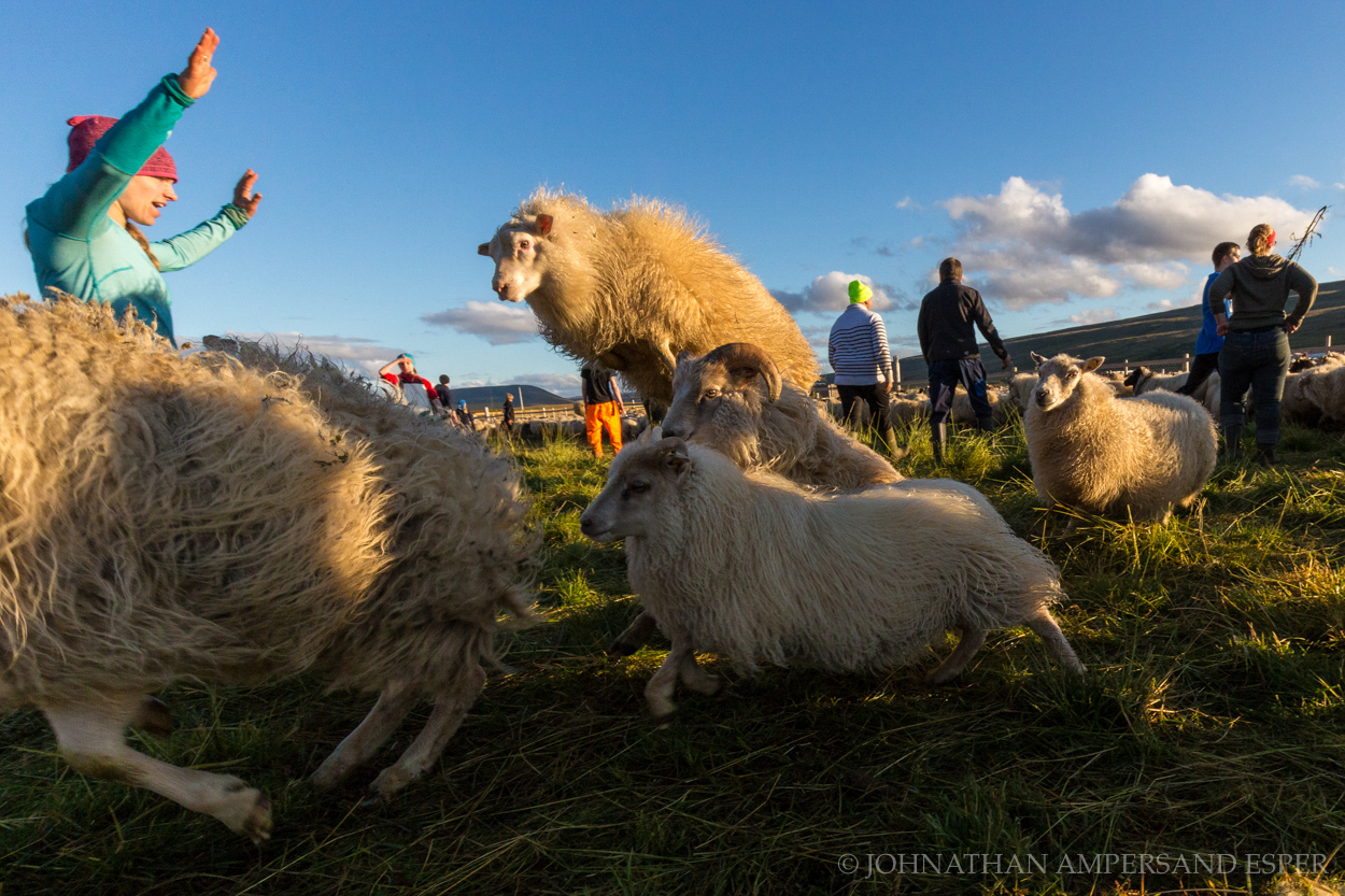 Sheep running and leaping at the annual autumn sheep roundup in Svinavatn, Iceland