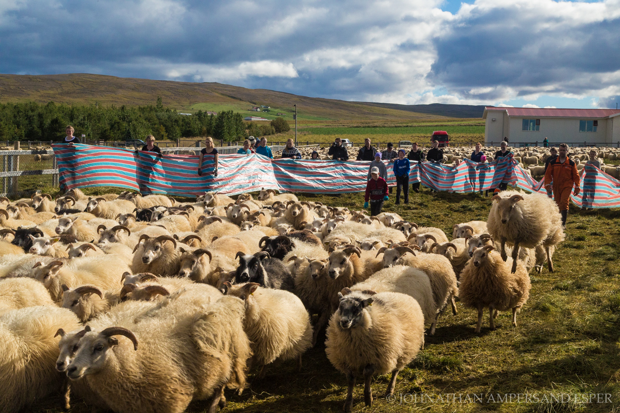 Annual Autumn sheep roundup in the Vatnsdalur Valley in Iceland