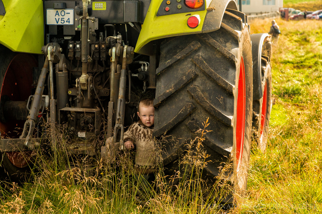Young Icelandic boy hides behind a tractor during the annual autumn sheep roundup